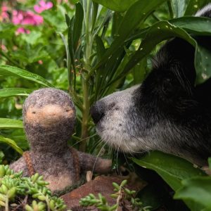 A Peculiar Garden Visitor